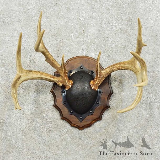 Whitetail Deer Antler Plaque Mount For Sale #15834 @ The Taxidermy Store
