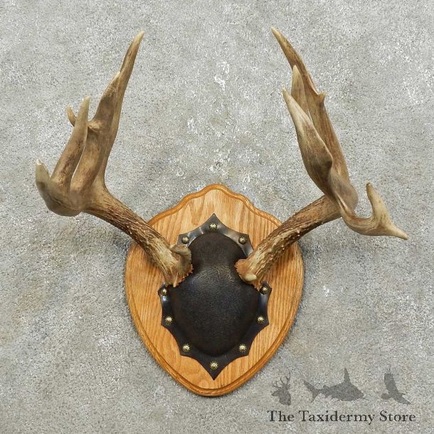 Whitetail Deer Antler Plaque Mount For Sale #15850 @ The Taxidermy Store