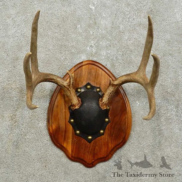 Whitetail Deer Antler Plaque Mount For Sale #15851 @ The Taxidermy Store