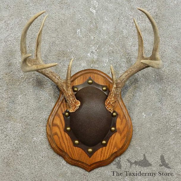 Whitetail Deer Antler Plaque Mount For Sale #15853 @ The Taxidermy Store