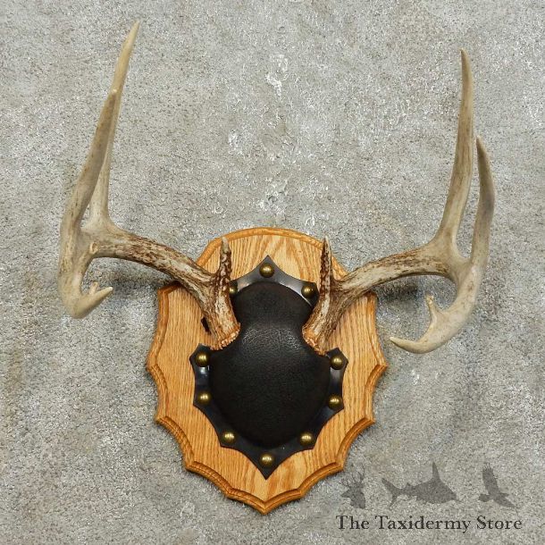 Whitetail Deer Antler Plaque Mount For Sale #15854 @ The Taxidermy Store