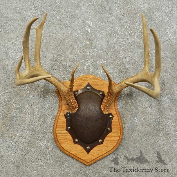 Whitetail Deer Antler Plaque Mount For Sale #15857 @ The Taxidermy Store
