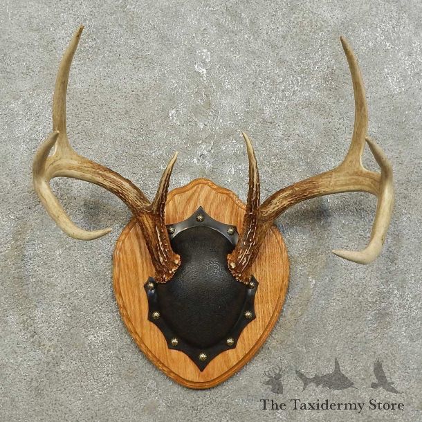 Whitetail Deer Antler Plaque Mount For Sale #15858 @ The Taxidermy Store