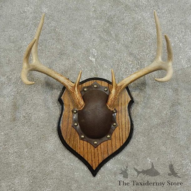 Whitetail Deer Antler Plaque For Sale #15903 @ The Taxidermy Store