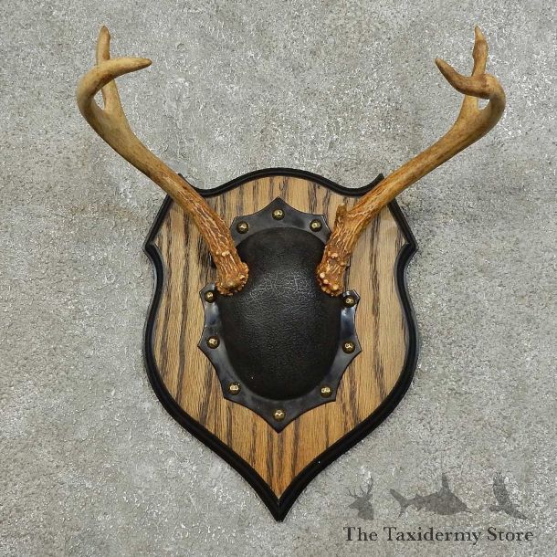 Whitetail Deer Antler Plaque For Sale #15981 @ The Taxidermy Store