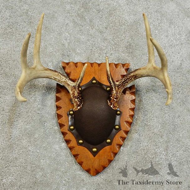 Whitetail Deer Antler Plaque For Sale #15982 @ The Taxidermy Store