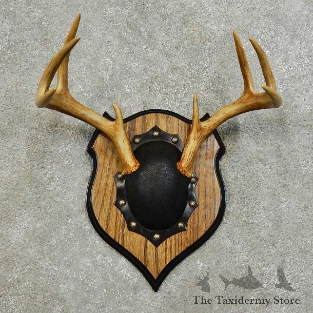 Whitetail Deer Antler Plaque For Sale #15983 @ The Taxidermy Store