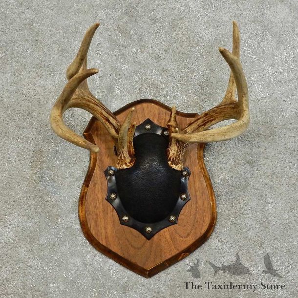 Whitetail Deer Antler Plaque For Sale #15985 @ The Taxidermy Store