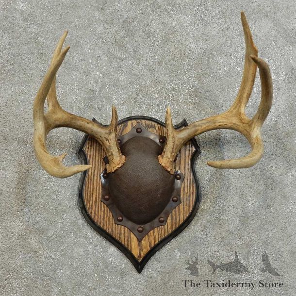 Whitetail Deer Antler Plaque For Sale #15995 @ The Taxidermy Store