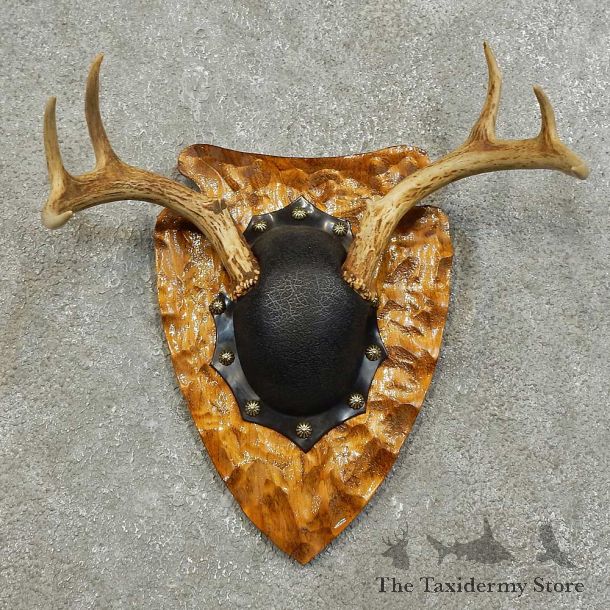Whitetail Deer Antler Plaque For Sale #15996 @ The Taxidermy Store