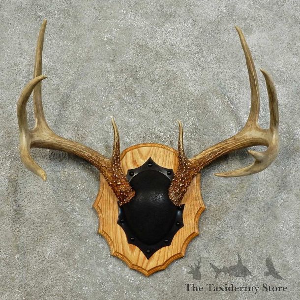 Whitetail Deer Antler Plaque For Sale #15997 @ The Taxidermy Store