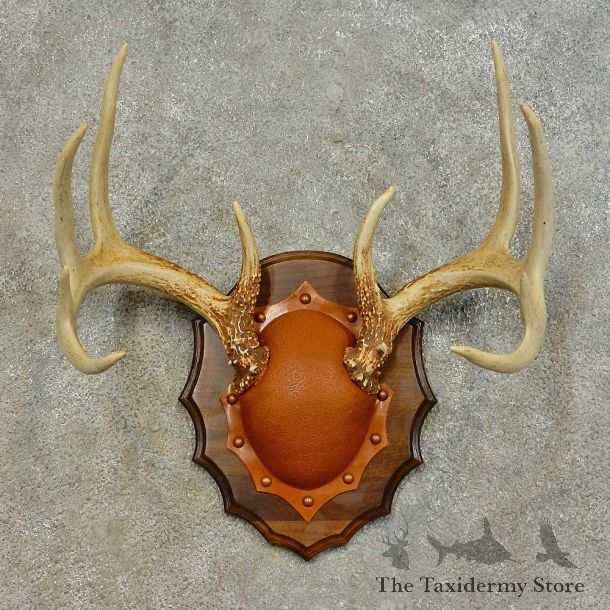 Whitetail Deer Antler Plaque For Sale #16465 @ The Taxidermy Store