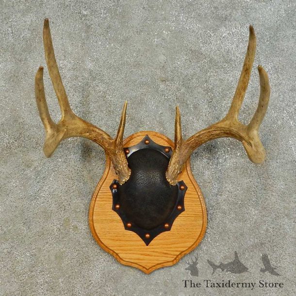 Whitetail Deer Antler Plaque Mount For Sale #16466 @ The Taxidermy Store