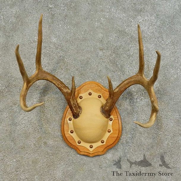 Whitetail Deer Antler Plaque Mount For Sale #16467 @ The Taxidermy Store