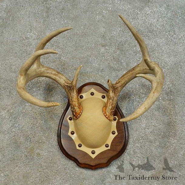 Whitetail Deer Antler Plaque Mount For Sale #16468 @ The Taxidermy Store