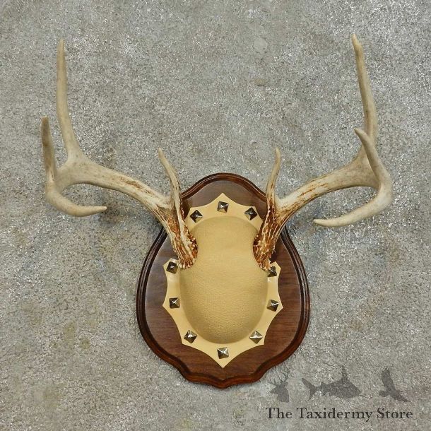 Whitetail Deer Antler Plaque Mount For Sale #16469 @ The Taxidermy Store