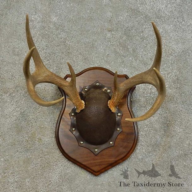 Whitetail Deer Antler Plaque Mount For Sale #16470 @ The Taxidermy Store