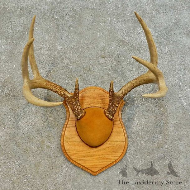 Whitetail Deer Antler Plaque Mount For Sale #16474 @ The Taxidermy Store