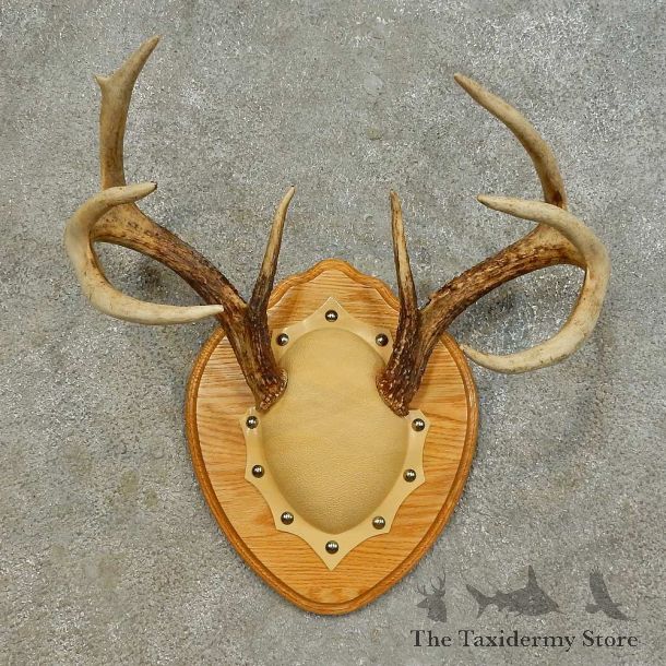 Whitetail Deer Antler Plaque Mount For Sale #16475 @ The Taxidermy Store