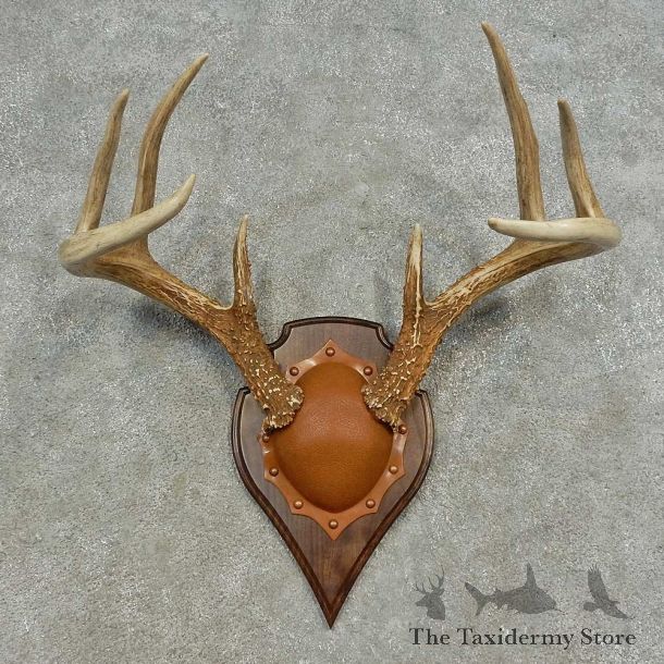 Whitetail Deer Antler Plaque For Sale #16622 @ The Taxidermy Store