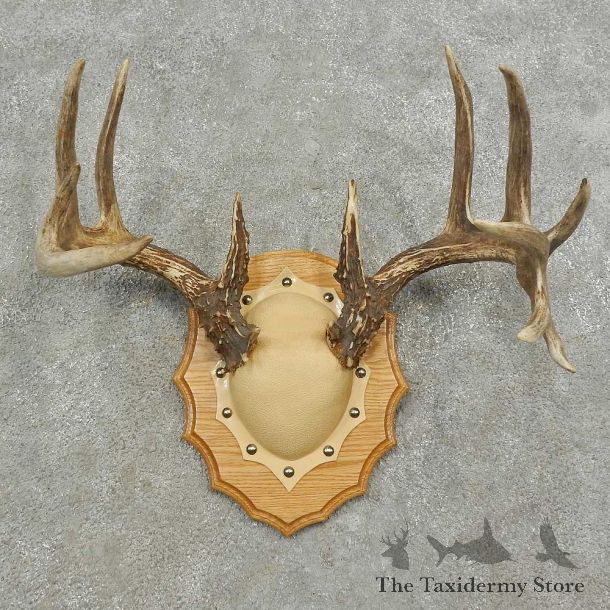 Whitetail Deer Antler Plaque Mount For Sale #16750 @ The Taxidermy Store