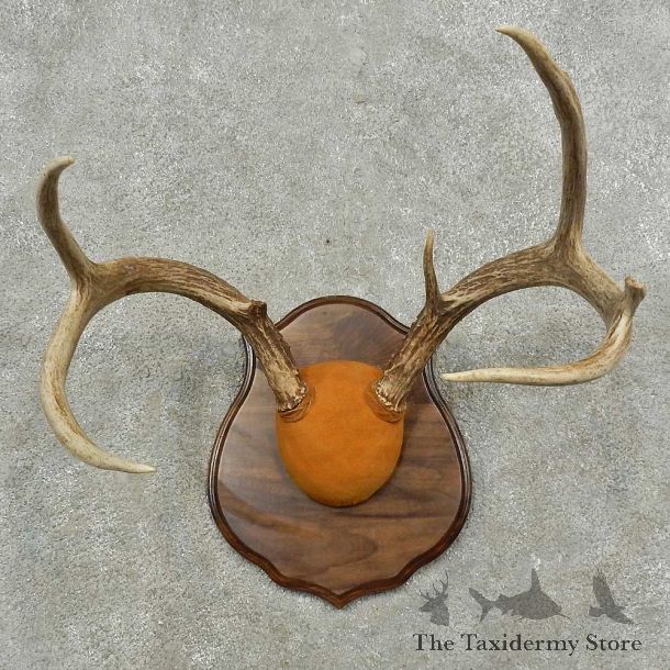 Whitetail Deer Shoulder Mount For Sale #16765 @ The Taxidermy Store