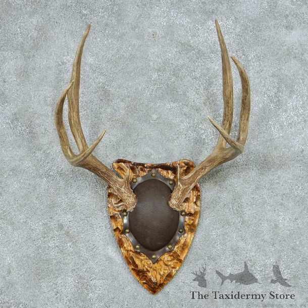 Mule Deer Antler Plaque Mount #13770 For Sale @ The Taxidermy Store