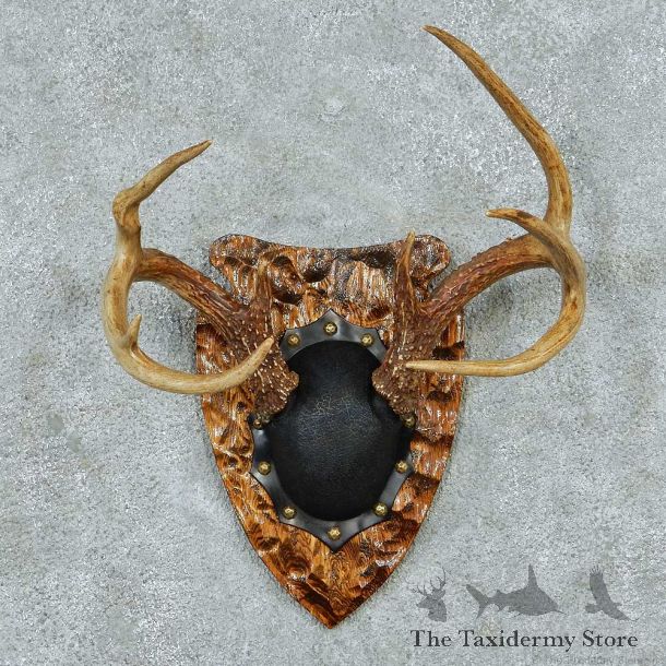 Whitetail Deer Antler Plaque Mount #13772 For Sale @ The Taxidermy Store