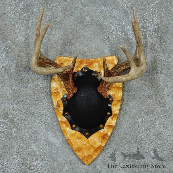 Whitetail Deer Antler Plaque Mount #13776 For Sale @ The Taxidermy Store