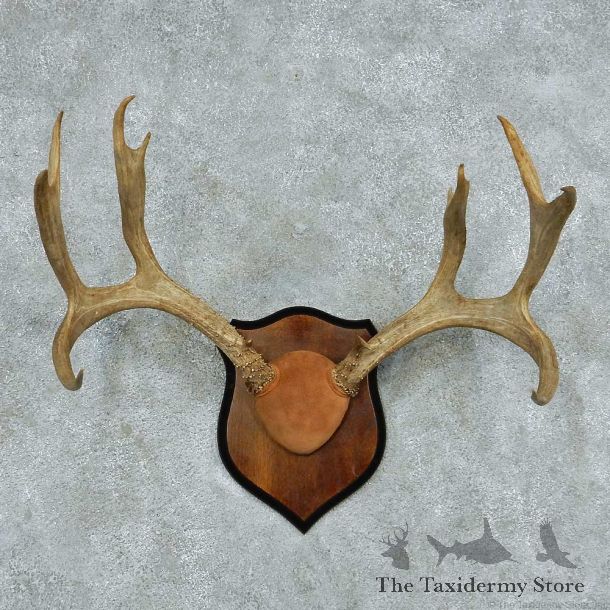 Whitetail/Mule Deer Antler Plaque Mount #13779 For Sale @ The Taxidermy Store