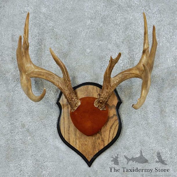Whitetail Deer Antler Plaque Mount #13780 For Sale @ The Taxidermy Store
