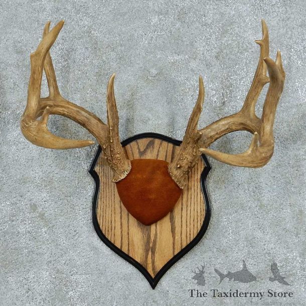 Whitetail Deer Antler Plaque Mount #13783 For Sale @ The Taxidermy Store