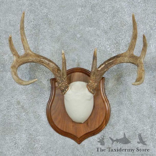 Whitetail Deer Antler Plaque Mount #13784 For Sale @ The Taxidermy Store
