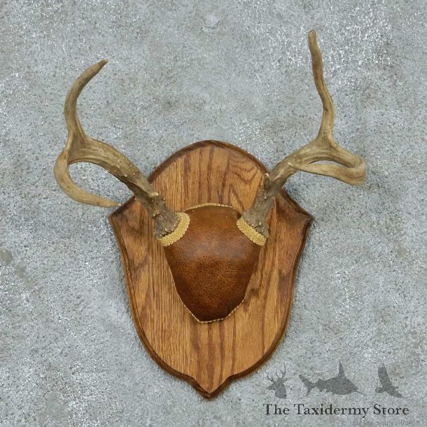 Whitetail Deer Antler Plaque Mount #13785 For Sale @ The Taxidermy Store