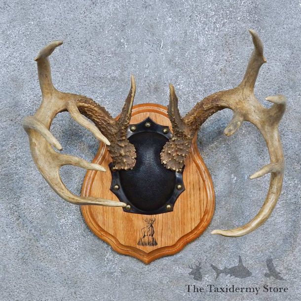 Whitetail Deer Antler Plaque Mount For Sale #15273 @ The Taxidermy Store