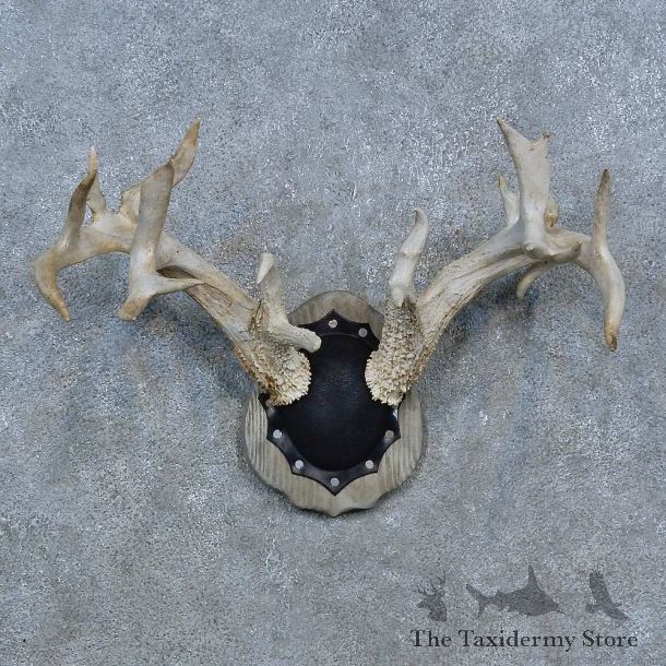 Whitetail Deer Antler Plaque Mount For Sale #15274 @ The Taxidermy Store