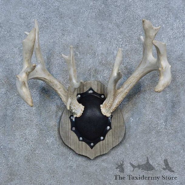 Whitetail Deer Antler Plaque Mount For Sale #15275 @ The Taxidermy Store