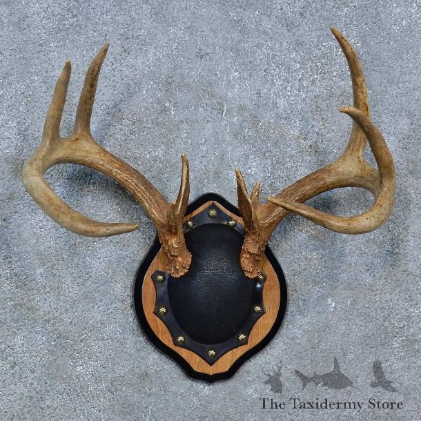 Whitetail Deer Antler Plaque Mount For Sale #15276 @ The Taxidermy Store
