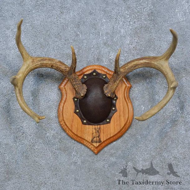 Whitetail Deer Antler Plaque Mount For Sale #15279 @ The Taxidermy Store