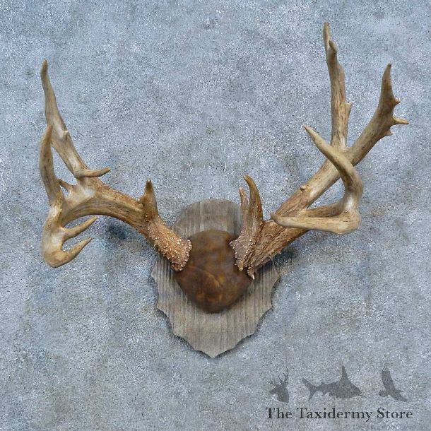 Whitetail Deer Antler Plaque Mount For Sale #15302 @ The Taxidermy Store