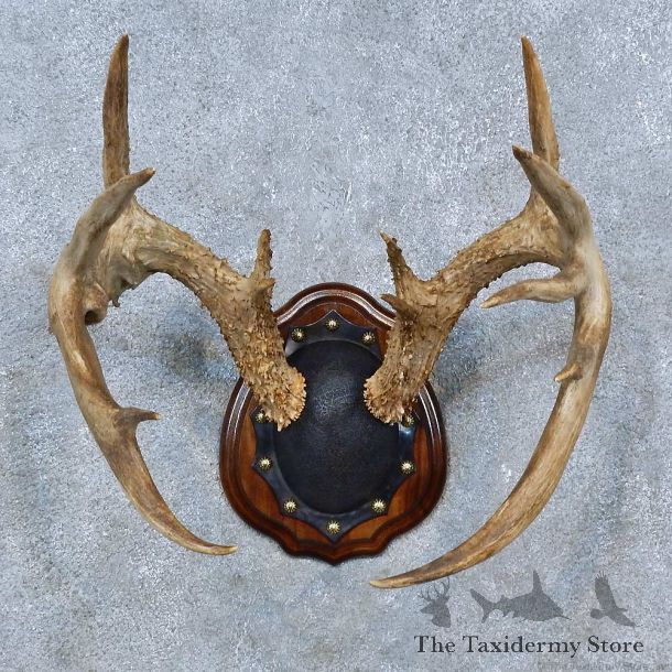 Whitetail Deer Antler Plaque Mount For Sale #15304 @ The Taxidermy Store