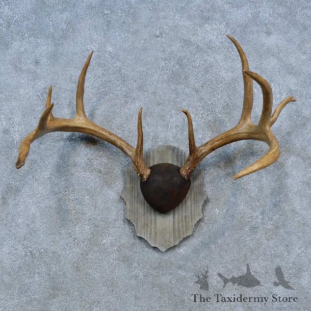 Whitetail Deer Antler Plaque Mount For Sale #15305 @ The Taxidermy Store