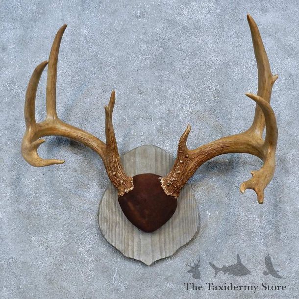 Whitetail Deer Antler Plaque Mount For Sale #15306 @ The Taxidermy Store