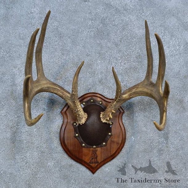 Whitetail Deer Antler Plaque Mount For Sale #15308 @ The Taxidermy Store