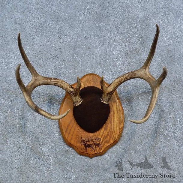 Whitetail Deer Antler Plaque Mount For Sale #15318 @ The Taxidermy Store