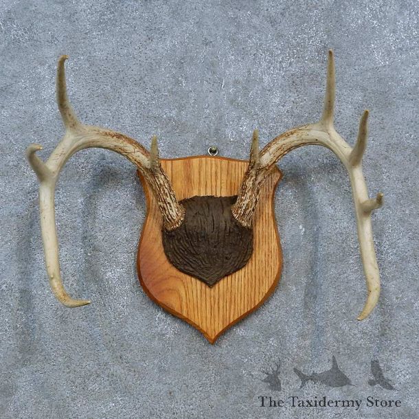 Whitetail Deer Antler Plaque Mount For Sale #15319 @ The Taxidermy Store