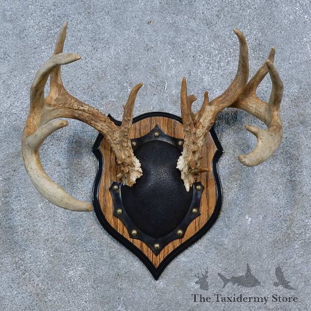 Whitetail Deer Antler Plaque Mount For Sale #15338 @ The Taxidermy Store