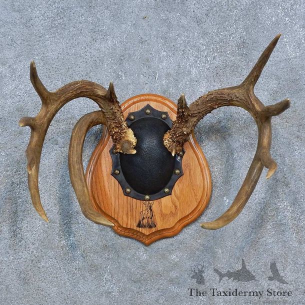 Whitetail Deer Antler Plaque Mount For Sale #15339 @ The Taxidermy Store