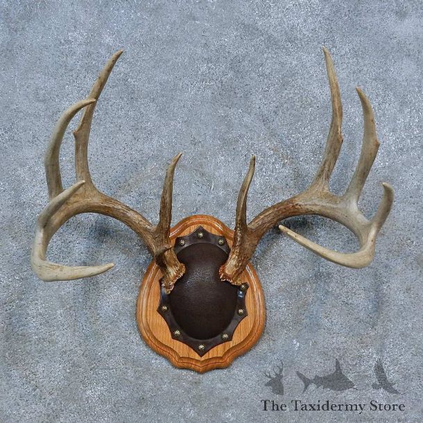Whitetail Deer Antler Plaque Mount For Sale #15340 @ The Taxidermy Store