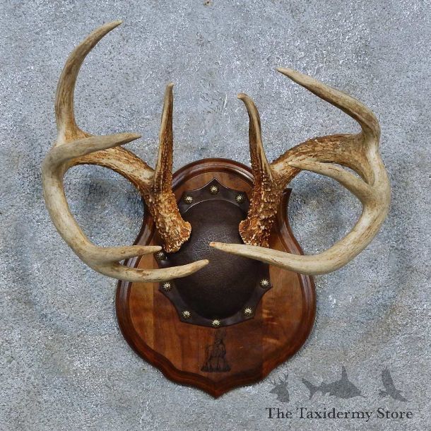 Whitetail Deer Antler Plaque Mount For Sale #15343 @ The Taxidermy Store